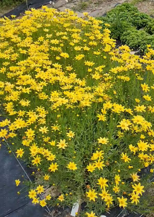 Coreopsis verticillata 'Orange Park’